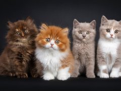 Row of multi colored litter of British Longhair and Shorthair kittens