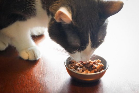 The Complete Guide to Cats And Carbohydrates