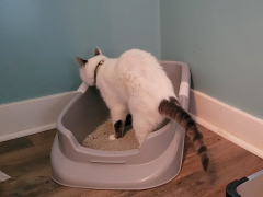 cat using litter box