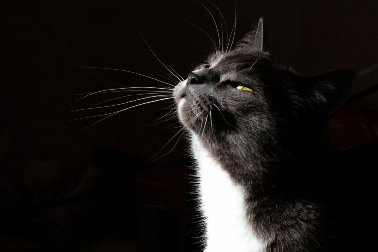 What Scents Do Cats Hate? This List Might Surprise You