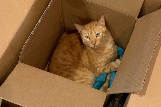 Why Do Cats Like Boxes So Much? Top 7 Reasons