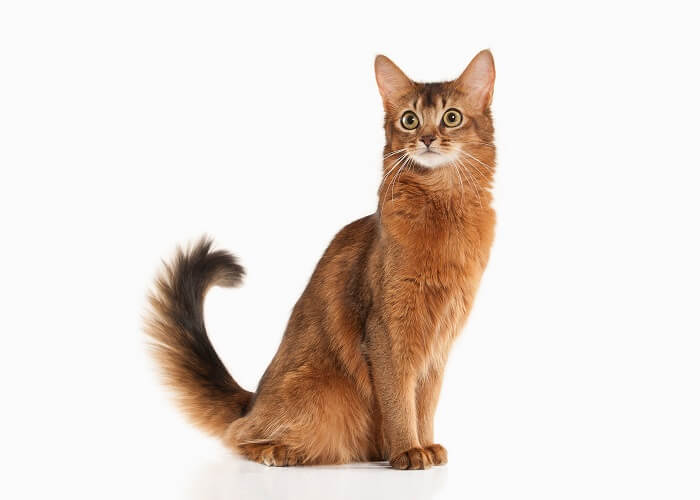 Somali cat ruddy color on white bakcground