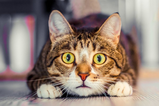 7 Sounds Cats Hate That You Should Avoid