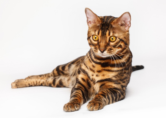 Bengal Cat