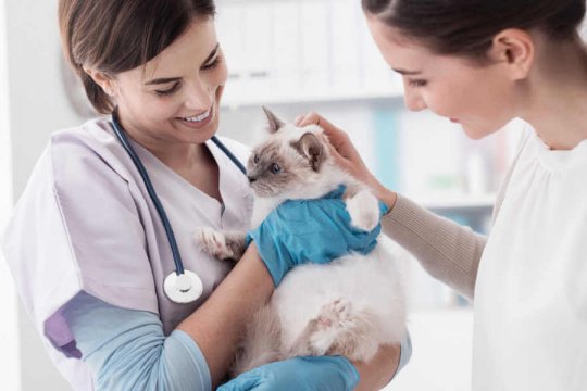 Cat Doesn't Trust Me After Vet Visit: Is This Normal?