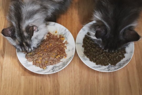 How To Switch From Wet To Dry Cat Food