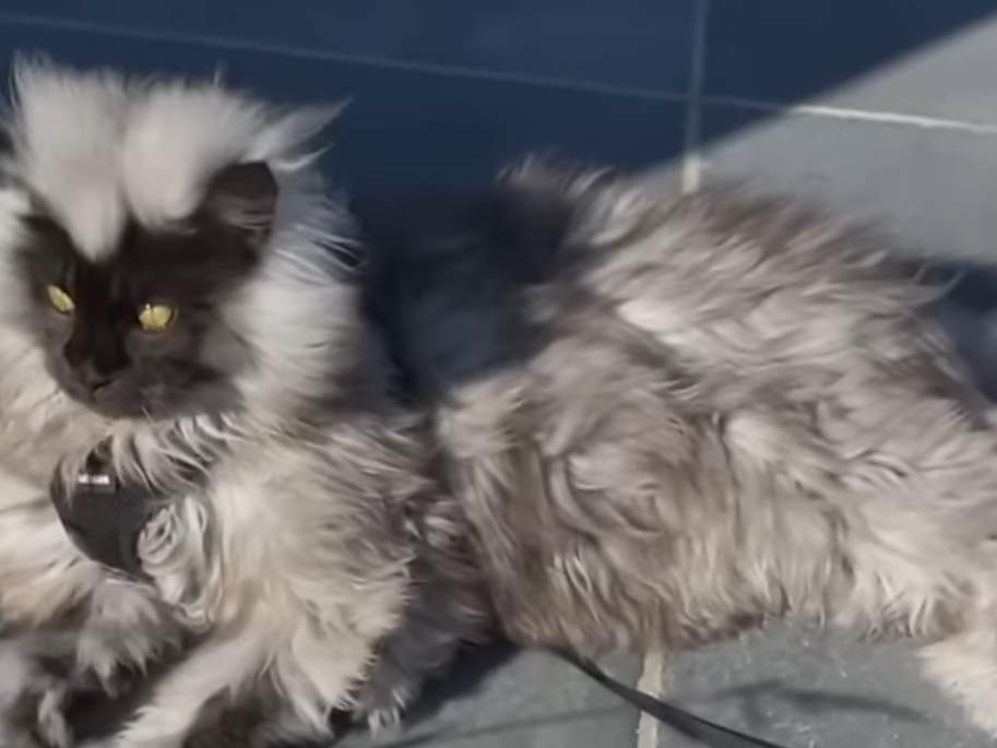 What is a black smoke Maine Coon