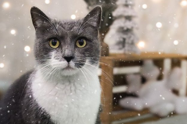 75 Winter Cat Name Ideas With Meanings